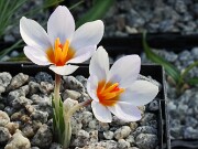 Crocus cyprius 20250122 0003