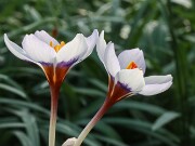 Crocus cyprius 20250122 0004