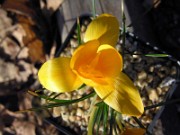 Crocus (danfordiae mix) 0002
