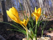 Crocus (danfordiae mix) 0003