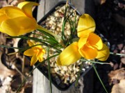 Crocus (danfordiae mix) 0004