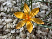 Crocus danfordiae 0001