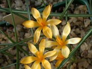 Crocus danfordiae 0002