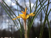 Crocus danfordiae 0006