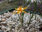 Crocus danfordiae 0009