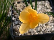 Crocus danfordiae 0010