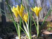 Crocus danfordiae 0011