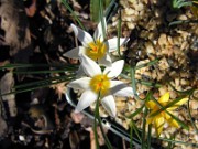 Crocus danfordiae WK01 0002