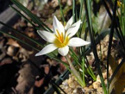 Crocus danfordiae WK01 0003