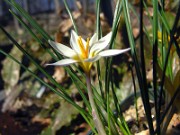 Crocus danfordiae WK01 0004