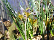 Crocus danfordiae WK01 0005