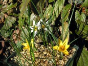 Crocus danfordiae WK01 0006