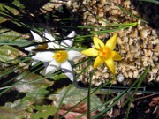 Crocus danfordiae WK01 0007