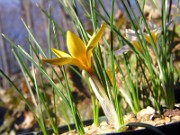 Crocus danfordiae WK01 0008