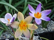 Crocus gembosii 20250129 0011