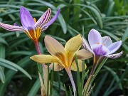 Crocus gembosii 20250129 0014