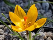Crocus gembosii Vita Nova 21-02 20250122 0002