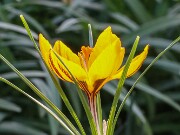 Crocus gembosii Vita Nova 21-02 20250122 0003