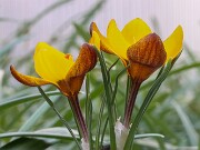 Crocus gembosii x Agnes 20-25 20250129 0008