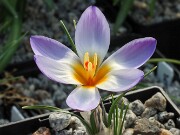 Crocus gembosii x Louise 20-30 20250122 0002