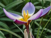 Crocus gembosii x Louise 20-30 20250122 0003