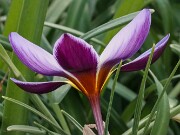 Crocus gembosii x Louise 20-30 20250122 0004