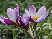 Crocus gembosii x Louise 20-30 20250129 0004