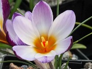 Crocus gembosii x Louise 20-30 20250129 0005