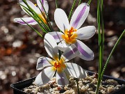 Crocus hartmannianus 20230116 0001