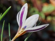 Crocus hartmannianus 20230116 0003