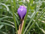 Crocus inghamii 20250129 0002