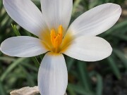Crocus iranicus 20250112 0007