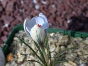 Crocus kerndorffiorum HKEP9010 0027