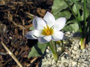 Crocus leichtlinii 0001