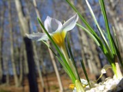 Crocus leichtlinii 0002