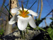 Crocus leichtlinii 0007