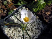 Crocus leichtlinii 0008