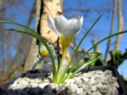 Crocus leichtlinii 0011