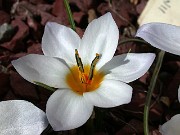 Crocus leichtlinii 0090