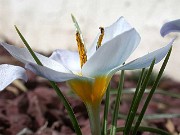 Crocus leichtlinii 0091