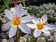 Crocus leichtlinii 20250129 0002