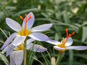 Crocus leichtlinii 20250129 0004