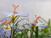 Crocus leichtlinii 20250129 0008