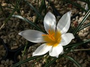 Crocus leichtlinii KPPZ90148 0002