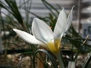 Crocus leichtlinii KPPZ90148 0004