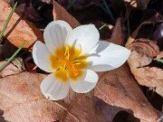 Crocus melantherus 20251124 0001