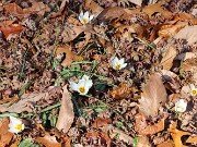 Crocus melantherus 20251124 0002