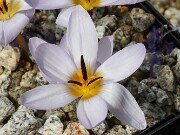 Crocus nerimaniae 20251017 0003