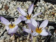 Crocus nerimaniae 20251017 0004