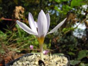 Crocus nerimaniae HK0327 0005